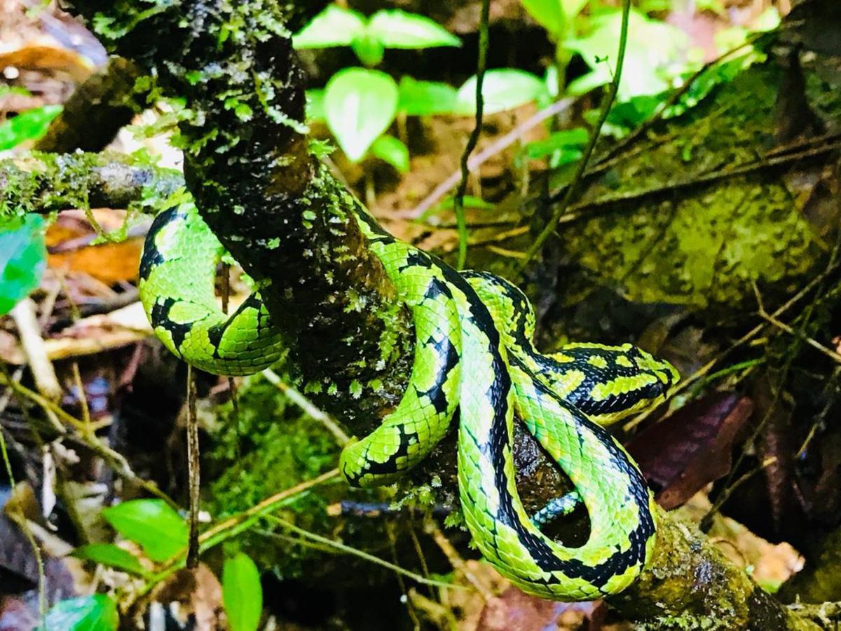 Rainforest Mount Lodge Deniyaya Eksteriør bilde